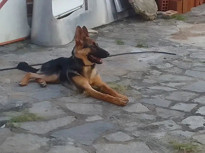 Vendo um pastor alemão 