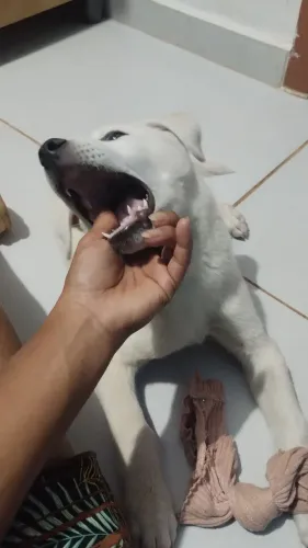 Husky siberiano.