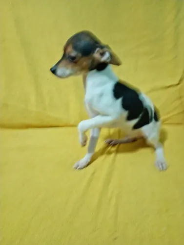 Pinscher macho vai compretar 4 mês com 2 vacina 