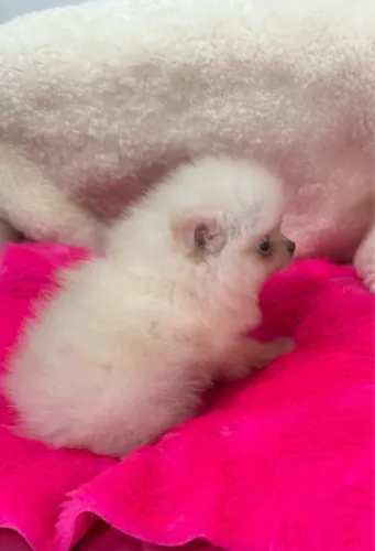 Spitz alemão/ lulu da pomerania micro anã