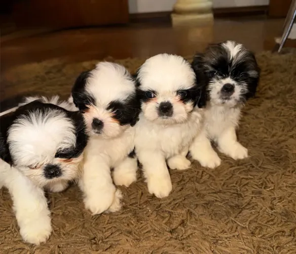 Shih tzu
