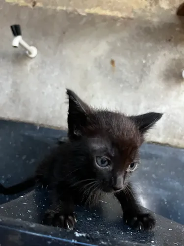 Gatinhos para doação 
