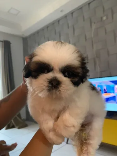 Lhasa Apso maravilhosa 