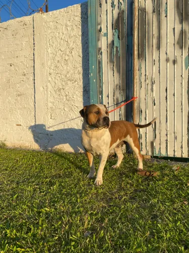 American bully fêmea 