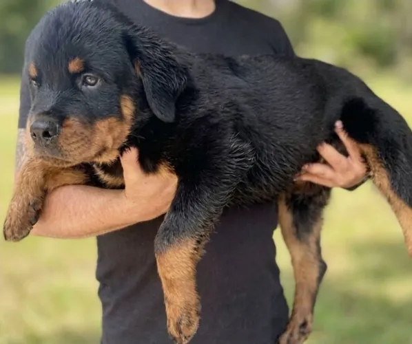 Rottweiler Filhotes com maior porte da raça s/ Rabo