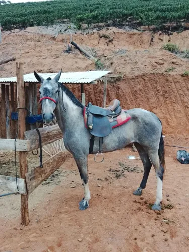 Égua macha picada