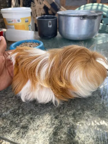 Porquinhos da índia 