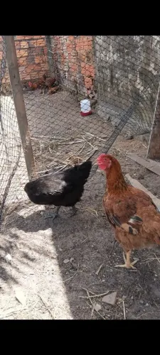 Animal