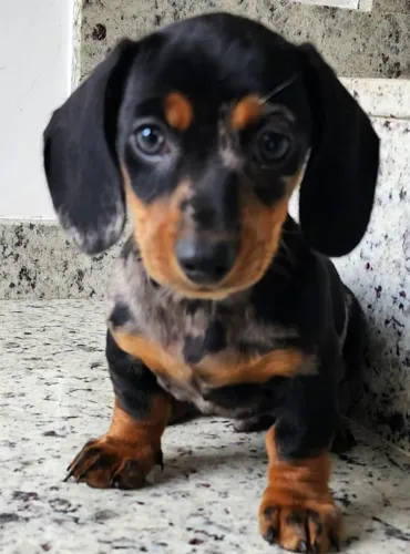 Teckel-Cofap - O Linguiça Com Pedigree.
