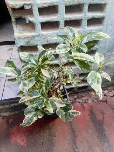 Mudas de plantas diversas