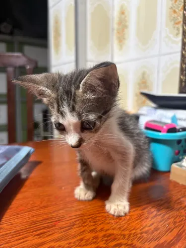 Adote o Enzo - Gatinho macho 2 meses