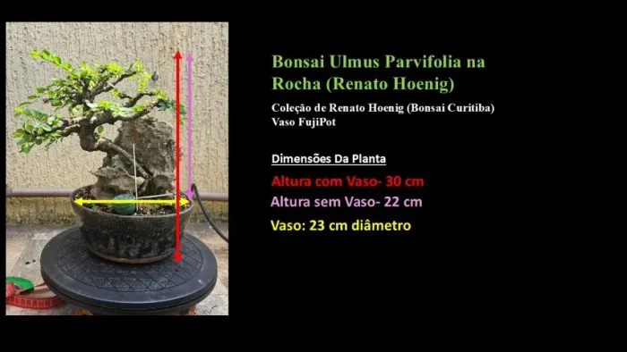 Bonsai Ulmus Parvifolia Na Pedra em Vaso Fujipot (Bonsai Curitiba)