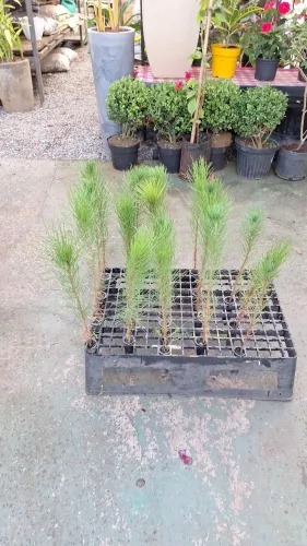 MUDAS DE PINUS Elliotti
