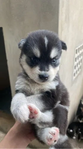 Husky Siberiano 