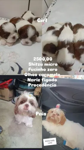 Shitzu micro femea