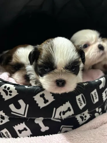 Filhotes de Shih Tzu