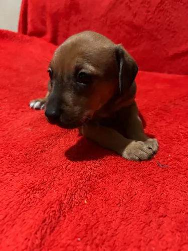 Doação de cachorro filhote