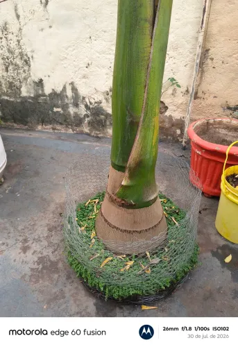 Palmeira imperial