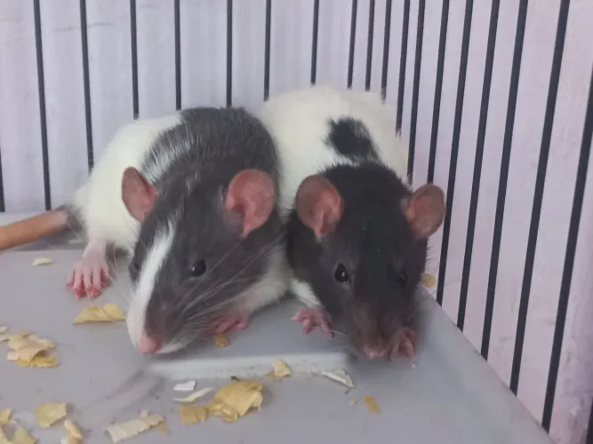 Ratinha mercol