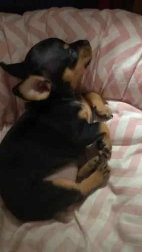 Pinscher 0 apenas FÊMEA disponíveis 