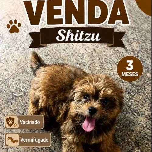 Shitzu fêmea 