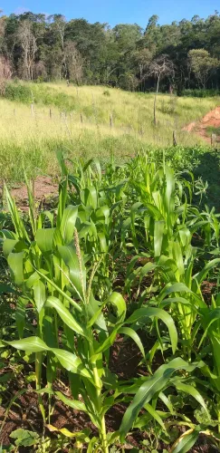 Terreno com casa - Atibaia-SP - Oportunidade