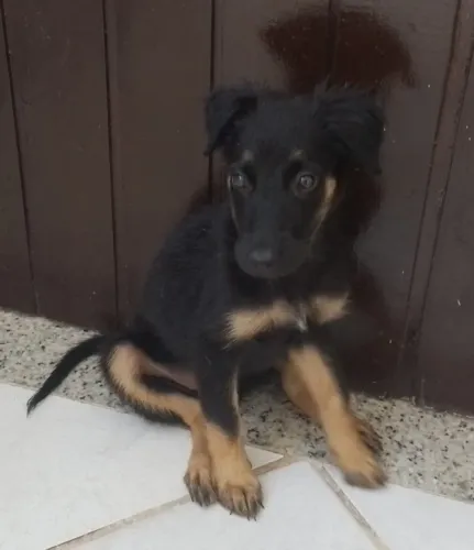 Filhotes de Pastor Alemão capa preta.