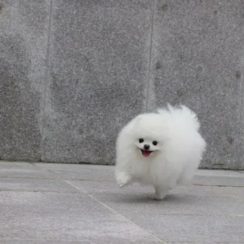 Filhotes de Spitz Alemão | Carinho que muda sua rotina.