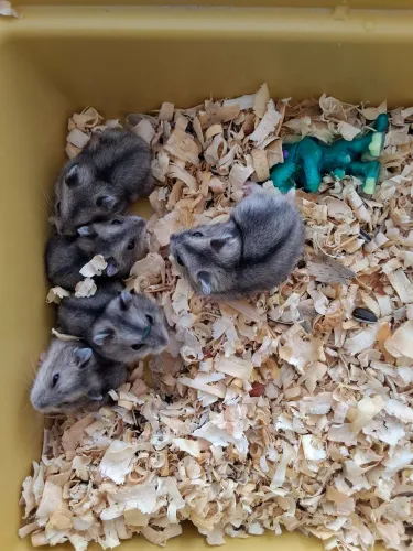 Hamster russo anao 