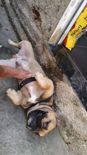 Cachorro não indicado para criança