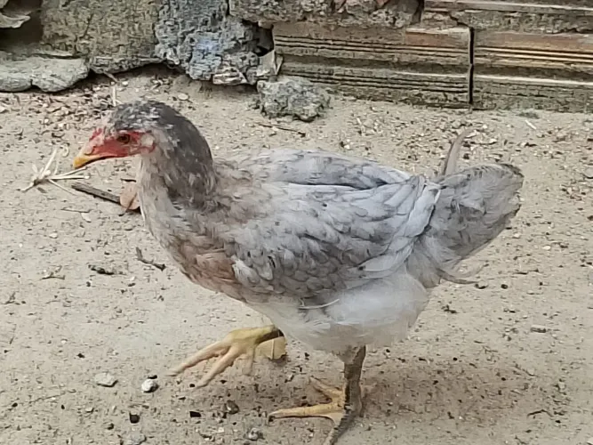 GSB galinha azul ou cinza