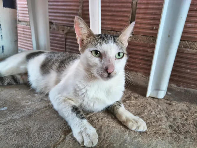 Gata adulta castrada para adoção 