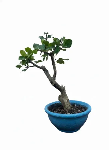Bonsai de Acerola Mini