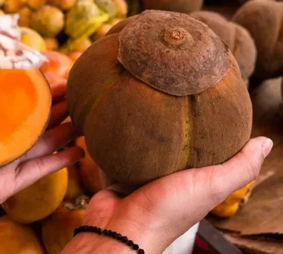 Muda de Sapota dos Solimões