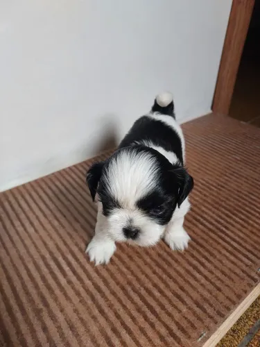 Cachorrinhos da raça Shitzu para venda.