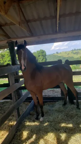 Cavalo Mangalarga Registado( Castrado)