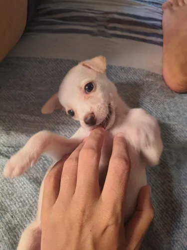 Doa-se esta linda cachorrinha.