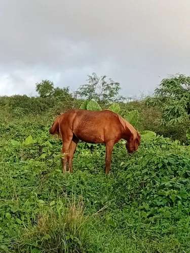 Porda linda e bem novinha macha picada de nascença