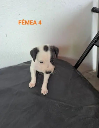Cães Para Adoção