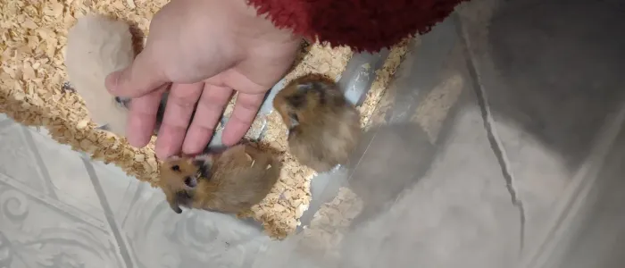 Filhotes de Hamster Sírios - Entrega a domicílio