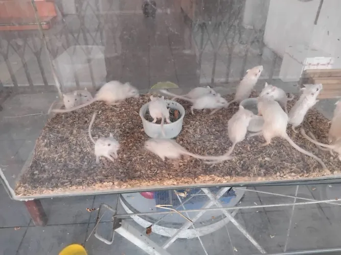 Filhotes hamsters chinês ,sírio ,anão russo e gerbil 