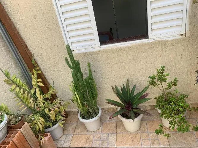 Plantas