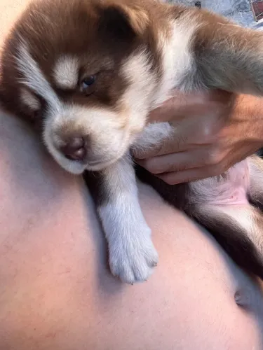 Filhote de Husky Siberiano fêmea R$1000