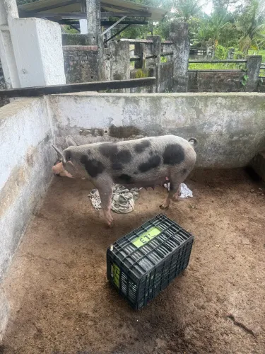 Porca Matriz suína de alta genética excelente produtora