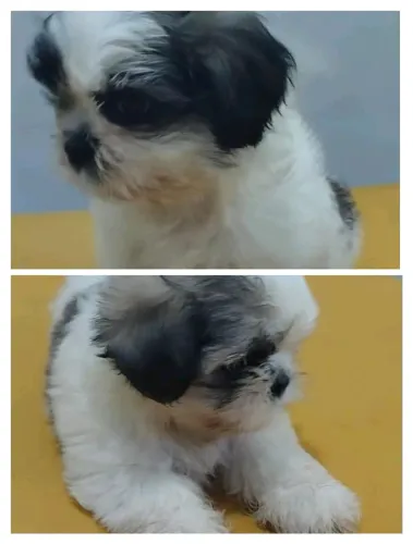Filhotes de cachorro, raça pura Shitzu, valor 250,00