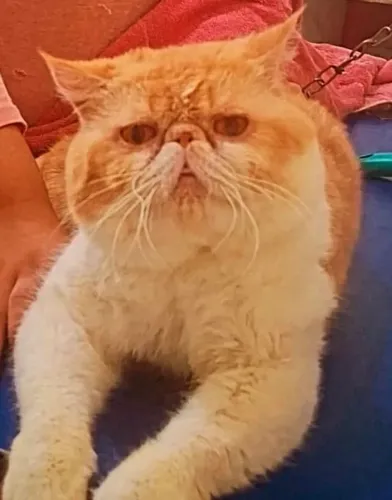 Gato Persa