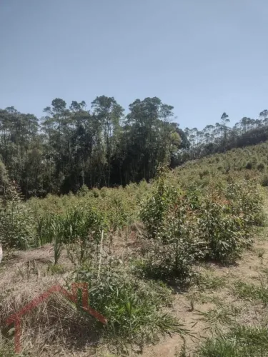 Terreno Rural para Venda em Paraibuna, São Benedito