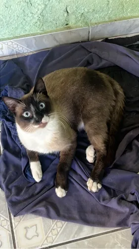 Doação gatos 