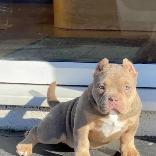 Filhotes De American Bully - Companhia Que Faz Diferença 