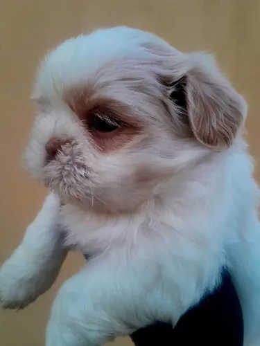 Vendo lindo Filhote machinho Shih-tzu.